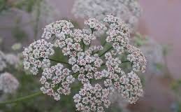 Ajwain Honey: Benefits and Medicinal uses Ajwain-tree-6