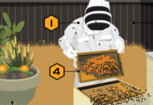 APIARY MANAGEMENT: Placement, Inspection & Provision of fresh water of colonies in Apiary and Care in migration Apiary Management