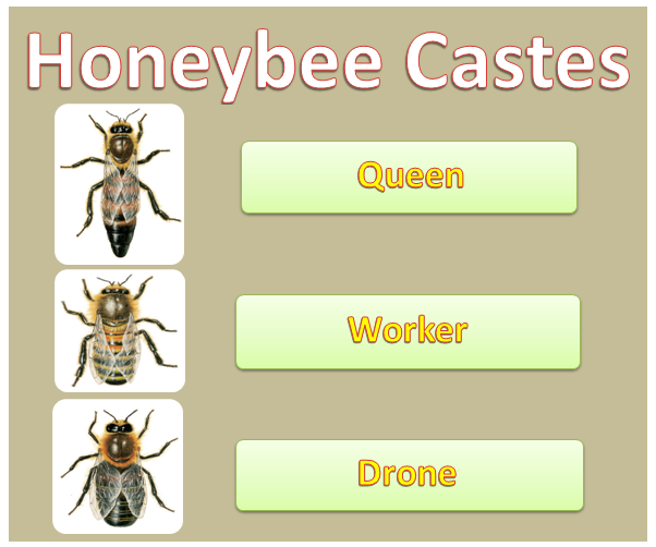 Honeybee caste 