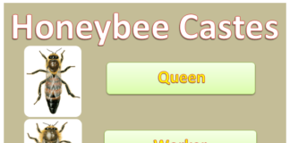 Honeybee Castes and their work Information Honeybee caste