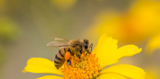 STRENGTHENING IMMUNITY with MULTIFLORA HONEY. Honeybee collecting nectar & Pollen