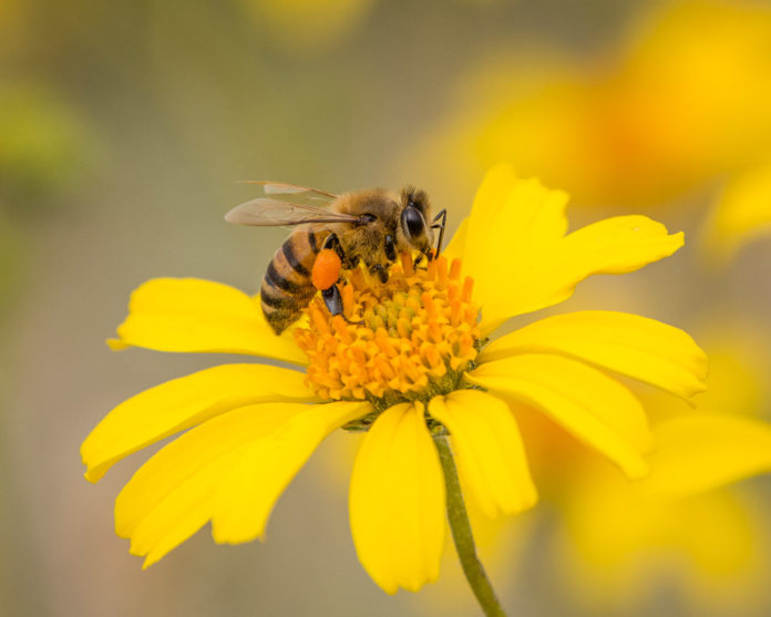 Honeybee collecting nectar & Pollen