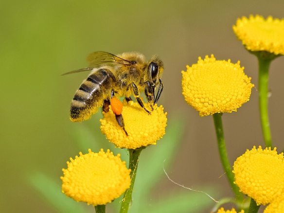 Honey bees collecting nector form flower 