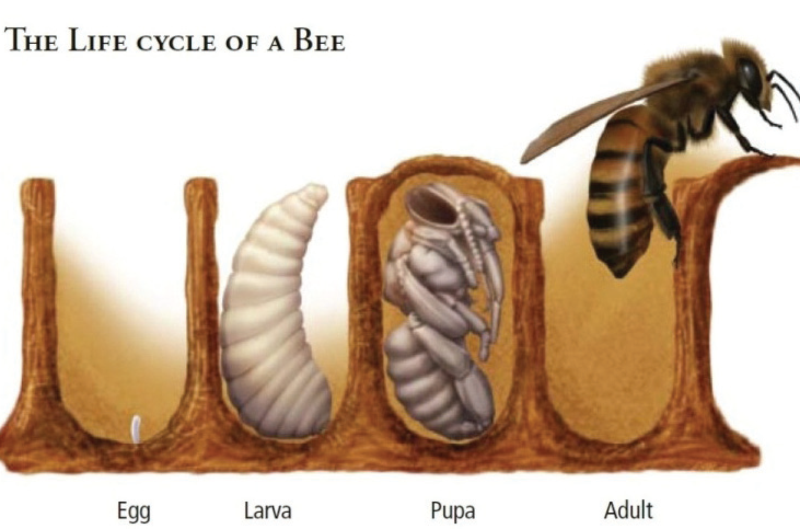 Life Cycle of Honey bee