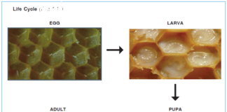 Beekeeping: Selection of bees & life cycle of bees Beekeeping: selection of bees & life cycle of bees