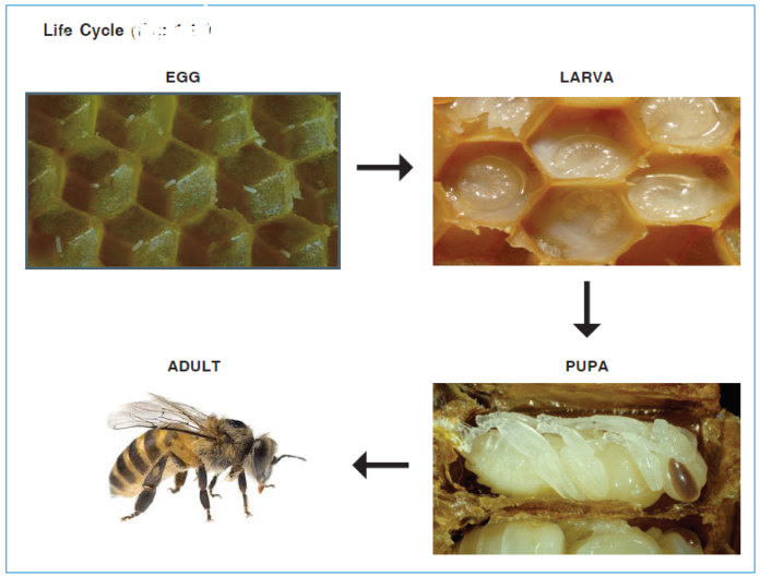 Beekeeping: selection of bees & life cycle of bees