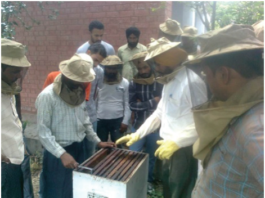 BEEKEEPER:What Does It Take to Be a Successful Beekeeper? BEEKEEPER