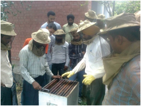 Beekeeper or apiarists