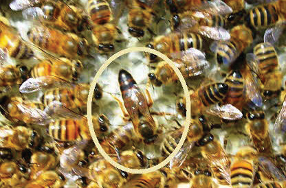 honey bee Queen