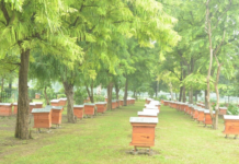 Beekeeping: Selection of Apiary Site and risk factor superbee's Apiary Site