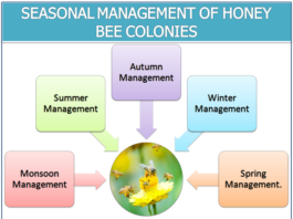 SEASONAL MANAGEMENT OF HONEY BEE COLONIES