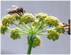 honey bee collecting honey from ajwain flower