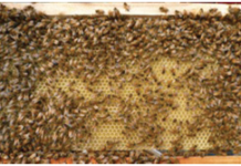 Beekeeping: Addition of Bee frames / Boxes bee frame