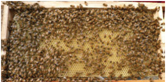Beekeeping: Addition of Bee frames / Boxes bee frame