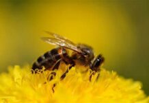 Honeybees and the ecosystem – A connection of life. Honeybees and the ecosystem - A connection of life.