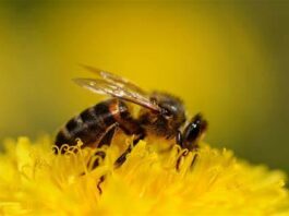 Honeybees and the ecosystem - A connection of life.